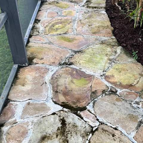 Moss-covered flagstone walkway before pressure washing